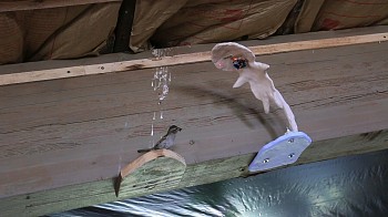 alien who observes bird droppings